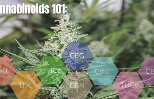 Cannabinoids 101: Guide to CBD, CBG, & CBN
