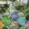 Cannabinoids 101: Guide to CBD, CBG, & CBN